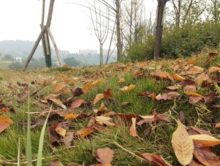 秋日草地落叶风景图