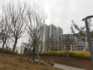 城市中冬日的树木与建筑