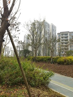 城市中宁静的绿化小径