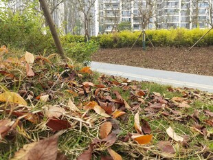 秋日小径旁的落叶景致