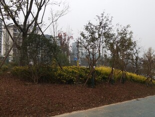 城市路边绿植景观
