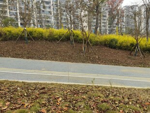 路边绽放的黄色花卉景观