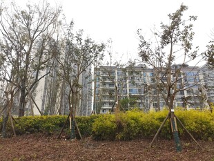 城市中树木与绿植景观