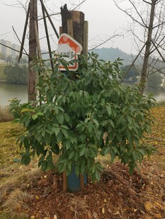 户外绿植旁的警示标识