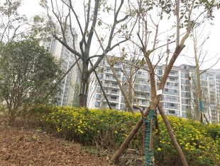 城市中树木与绿植景观