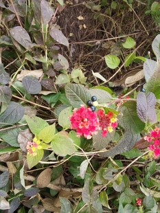 鲜艳绽放的多彩花卉