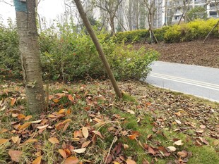 秋日林间小道落叶景致