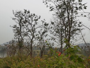 雾中树木与绿植景观