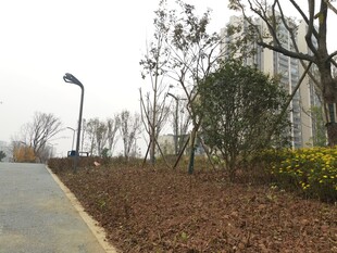 城市道路旁的绿化景观