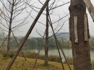 湖边树木支撑场景