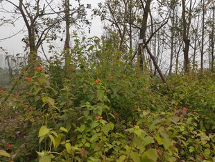 野外繁茂植被景象