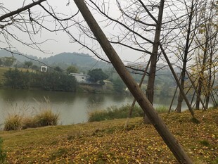 湖畔秋景树木环绕的宁静画面