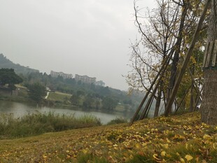 湖畔秋景落叶装点岸边树