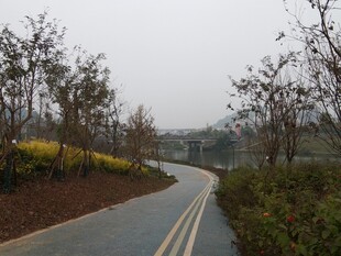 蜿蜒小路旁的绿植景观