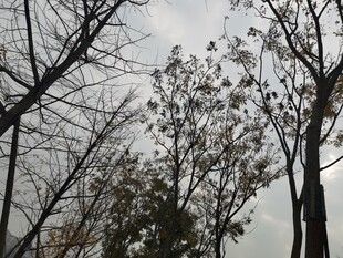 枯树与天空的萧瑟景象