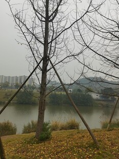 湖边枯树与简易支架景观