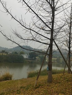 湖边枯树萧瑟之景