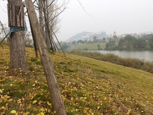 秋日湖边树木景致