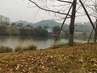 湖畔秋景落叶与树木相依