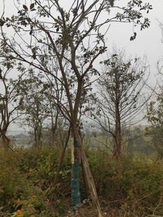 冬日树林中的孤立树木