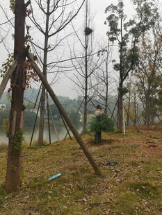 湖边树林中的简易支撑树木