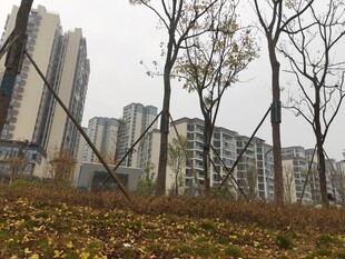 秋日城郊高楼与枯树之景