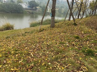 秋日湖畔落叶景致