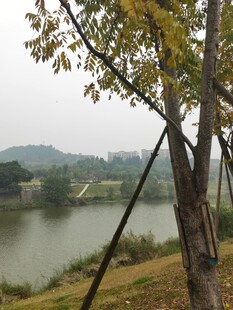 湖畔秋树风景图