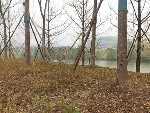 秋日林间河岸风景