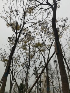 枯树林立的萧瑟景象