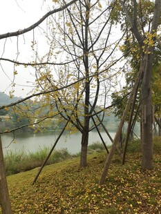 秋日林间晨雾弥漫美景