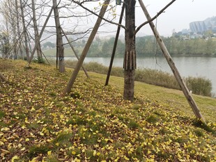 秋日湖畔枯树落叶景致