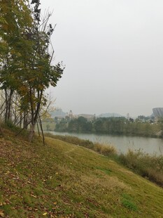 湖畔秋景树木草地与湖水