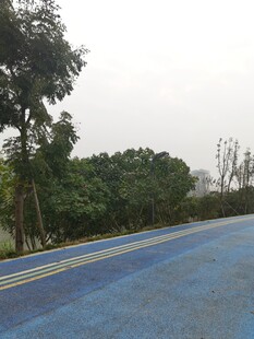 蓝色路面旁的绿树景观