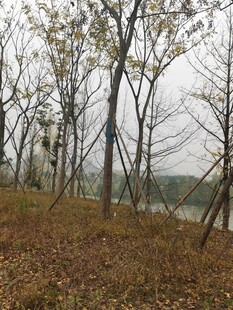 秋日湖畔树林景色