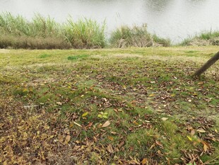 秋日草地落叶与绿植交织