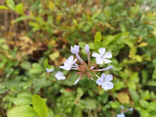 清新蓝花绽放于绿叶间