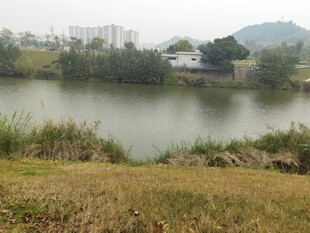 宁静湖畔乡村风光