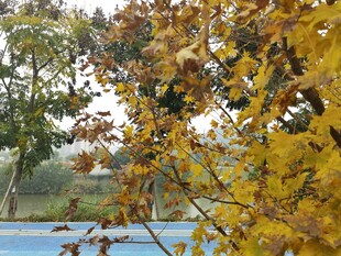 秋日湖畔斑斓树叶美景