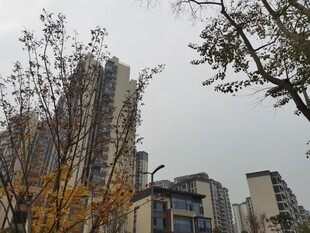 秋日城市建筑景观