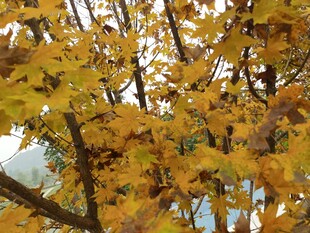 秋日金黄树叶特写