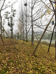 秋日树林落叶景观