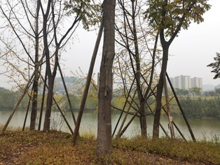 湖边林立的树木景观
