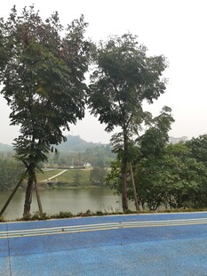 湖边绿树环绕的蓝色场地