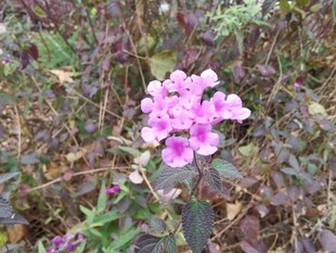 娇艳粉色小花绽放草丛中