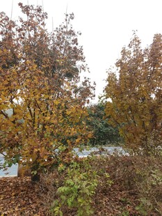 秋日斑斓树林景致