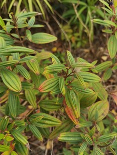 翠绿叶片植物特写