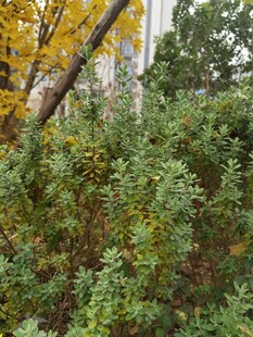 秋日繁茂绿植景观