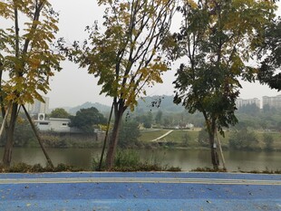 湖边蓝地旁的树木景致