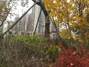 秋日桥畔斑斓景致